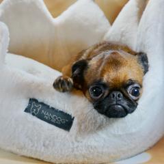 Timmy - Brussels Griffon