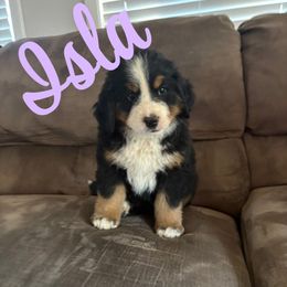 Bernese Mountain Dog puppies from Hidden Valley Berners