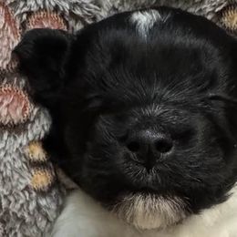 Cotons de Tulear from Celestial Cotons