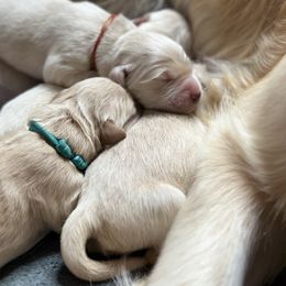Golden Retriever Puppies from Ruff Life Goldens