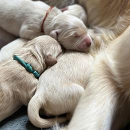 Golden Retriever Puppies from Ruff Life Goldens