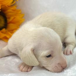 Lennox - Cream male Dachshund puppy in Mesquite, Texas from AB Dachshund