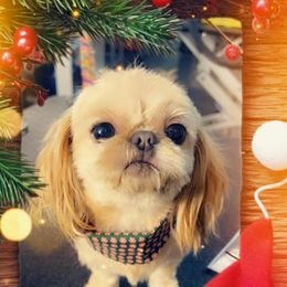 Shih Tzu Puppies from P&B Tzu Tribe