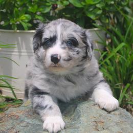 Denver - Blue merle male Australian Shepherd puppy in Mocksville, North Carolina from Trailblazing Aussies