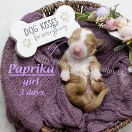Paprika (lavender collar) girl - Red  female Goldendoodle puppy in Corona, California from Fluffy Puppy Mini Doodles LLC