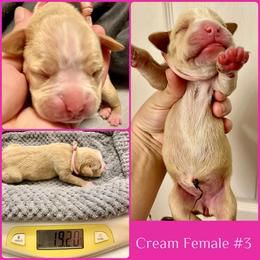 Pink - 3rd born - Fawn female Boxer puppy in Brownsville, Oregon from Vincent's Pride Boxers ~ Dudley's Dream Boxers