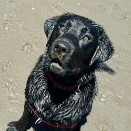 Labrador Retriever All Grown Up from Judy Sarao's Labs