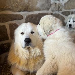 Ella - White female Great Pyrenees puppy in Sapphire, North Carolina from Sapphire Valley Great Pyrenees
