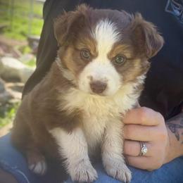 Kyndell - Red tri female Miniature Australian Shepherd puppy in North Lakeport, California from Wild Rose Ranch