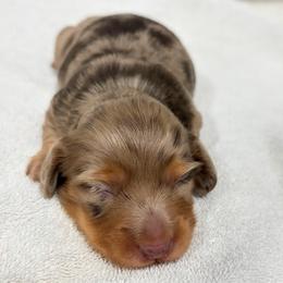 Fudge - Dapple male Dachshund puppy in Jamestown, California from Triple L Dachshunds