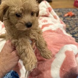 Boy 2 - Red male Maltipoo puppy in Brooksville, Florida from DeVall Maltipoos