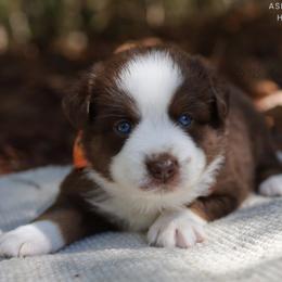 Sable- Red Tri Female - Red tri-color female Australian Shepherd puppy in Nacogdoches, Texas from TK Standard, Mini, & Toy Aussies