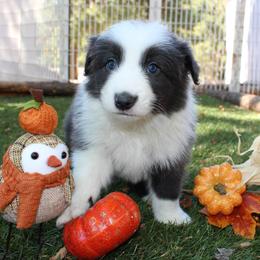 Border Collie Puppies from Team Reeves Ranch
