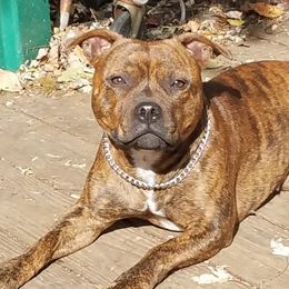Tessa - Staffordshire Bull Terrier