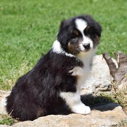 Laurent - Black tri-color female Australian Shepherd puppy in Easton, Missouri from MMA Kennel