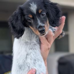 Ranger - Piebald male Dachshund puppy in Waddell, Arizona from The Bearded Companions
