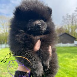 HOLD AKC SNAP - Black male Pomeranian puppy in Watkins Glen, New York from Wicked Spirits Pomeranians