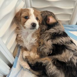 Chèvre - Red Bernedoodle puppy in Washougal, Washington from Sandy Creek Bernedoodles