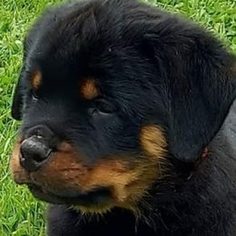 Rottweiler Puppies from Hilburgs Rottweilers