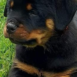 Rottweiler Puppies from Hilburgs Rottweilers