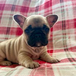 Penelope - Fawn female French Bulldog puppy in Greeley, Colorado from Mandy Moon French Bulldogs