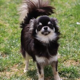 Ave - Chihuahua