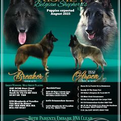 Belgian Tervuren puppies from Kismet Belgian Tervuren's  owner Angela Ernst