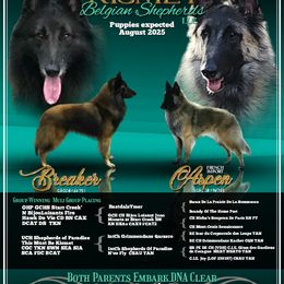 Belgian Tervuren puppies from Kismet Belgian Tervuren's  owner Angela Ernst