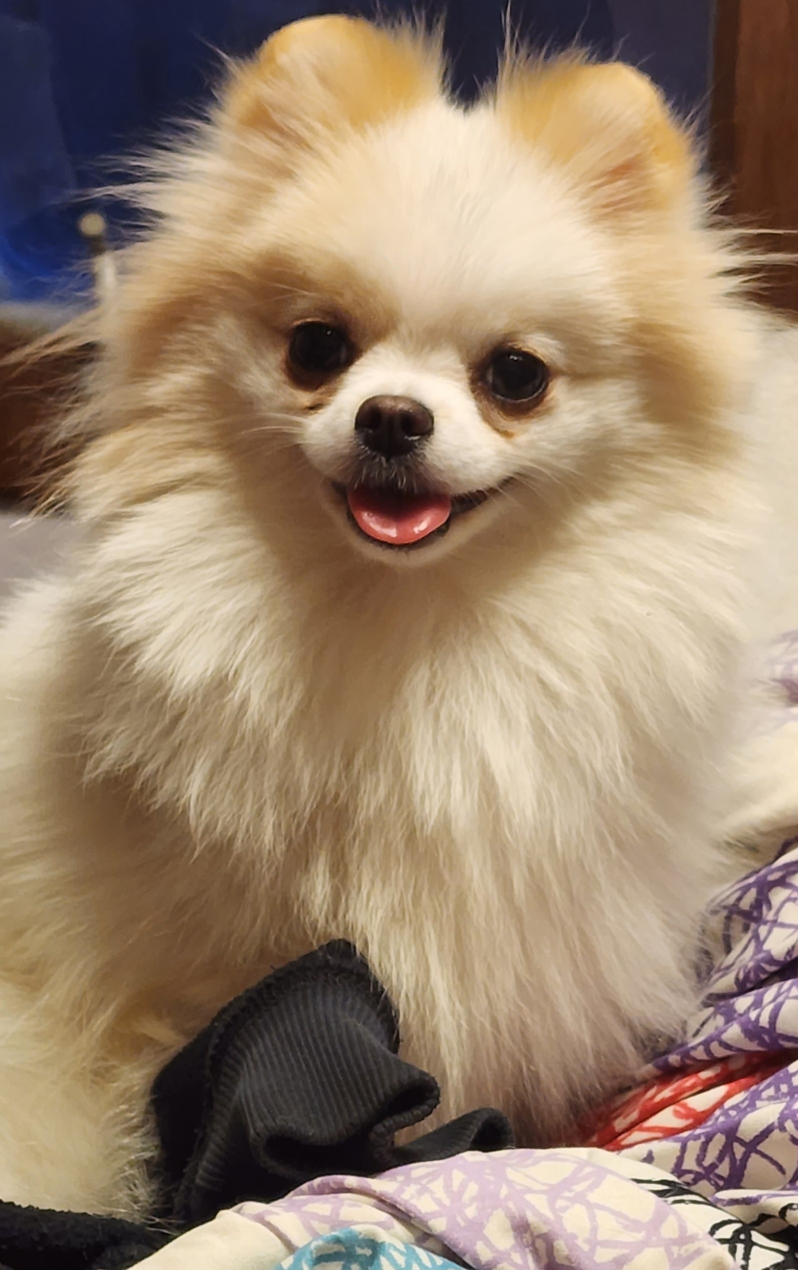 Lua - Pomeranian