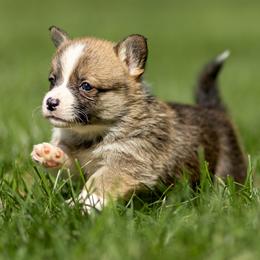 Echo - Sable male Pembroke Welsh Corgi puppy in Narvon, Pennsylvania from Corgi Companions