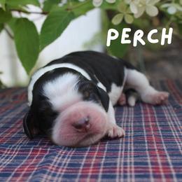 Perch - Black white and tan male English Springer Spaniel puppy in Barnstead, New Hampshire from C & S Farms