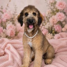 Sangria - Crate Trained - Sable female Bernedoodle puppy in Youngstown, Florida from Wonderland’s Boujie Kennels