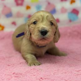 Serenity - Cream female Dachshund puppy in Murfreesboro, Tennessee from Kimbrie's Dream Cream Doxies