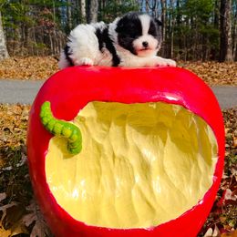 Cider - Black and tan parti male Pomeranian puppy in Buck Valley, Pennsylvania from Buck Valley Pomeranians
