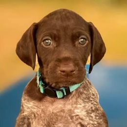 EMMYLOU - German Shorthaired Pointer puppy in Onalaska, Washington from Boonies Farms