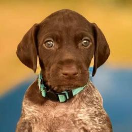 EMMYLOU - German Shorthaired Pointer puppy in Onalaska, Washington from Boonies Farms