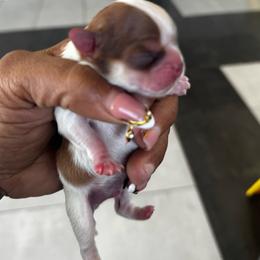 Precious - Parti female Yorkshire Terrier puppy in Detroit, Michigan from Friends4everkennel LLC