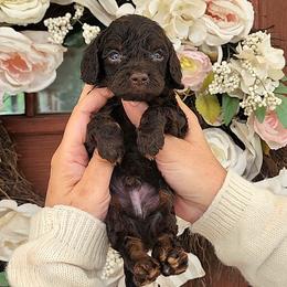 Emmett - Chocolate male Cavapoo puppy in Dothan, Alabama from Farquharson's Poodles&Doodles