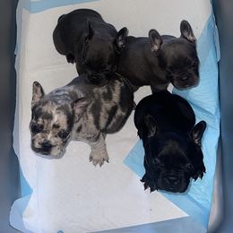 French Bulldog Puppies from Rodzina French Bulldogs