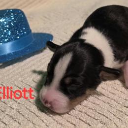 Eddie - Black tan and white male Rat Terrier puppy in Divide, Colorado from Outlaw Farm and Kennel