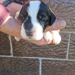 Scarlet - Brown and white female Saint Bernard puppy in Kinsman, Ohio from Coleman Saint Bernards of Ohio
