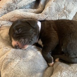 Boy 6 - Black Pyredoodle puppy in Pleasant Plains, Arkansas from Sweet Dixie Doodles
