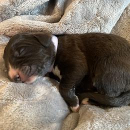 Boy 6 - Black Pyredoodle puppy in Pleasant Plains, Arkansas from Sweet Dixie Doodles