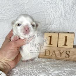 Archer- AKC Male - Cream and white male Shih Tzu puppy in Moses Lake, Washington from Shurbeez Shih Tzu