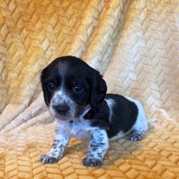 Purple collar, female - Piebald male Dachshund puppy in Brevard, North Carolina from Morgan’s Dachshund’s & Aussies