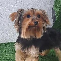Maltese, Maltipoos, Morkies, Poodles, and Yorkshire Terriers from KnJ Precious Paws LLC