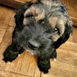 Cockapoo Puppies from Cano Cockapoos