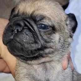 Fawn Boy 3 - Fawn male Pug puppy in Gadsden, Alabama from Carla's Pugs