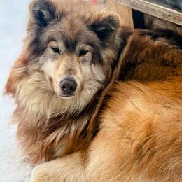 Mekko - Native American Indian Dog