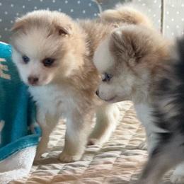Peep - Merle female Pomsky puppy in Gunter, Texas from The Painted Pomsky